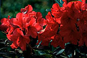 Rododendro